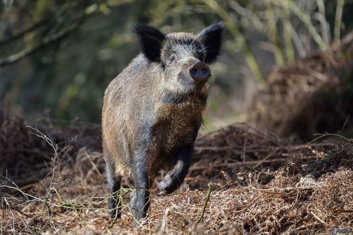 Вирус африканской чумы свиней на территории региона обнаружен во второй раз за месяц. Введен карантин 