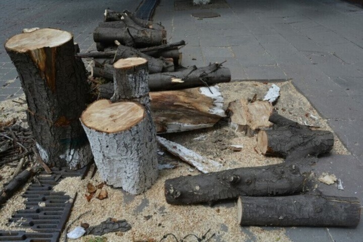В Саратове продолжают избавляться от деревьев: 27 спилят на проспекте 50 лет Октября, 21 — на Большой Горной, еще 6 на площади Кирова