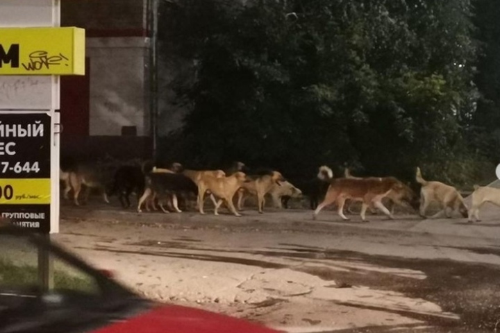 «Почему стаи продолжают находиться на улицах города?»: саратовцы пожаловались на бездомных псов в Заводском районе