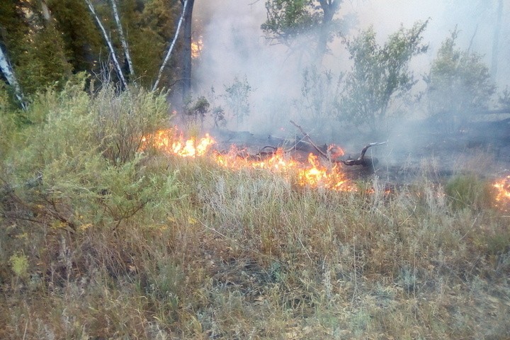 В трех километрах севернее Вольска загорелся лес