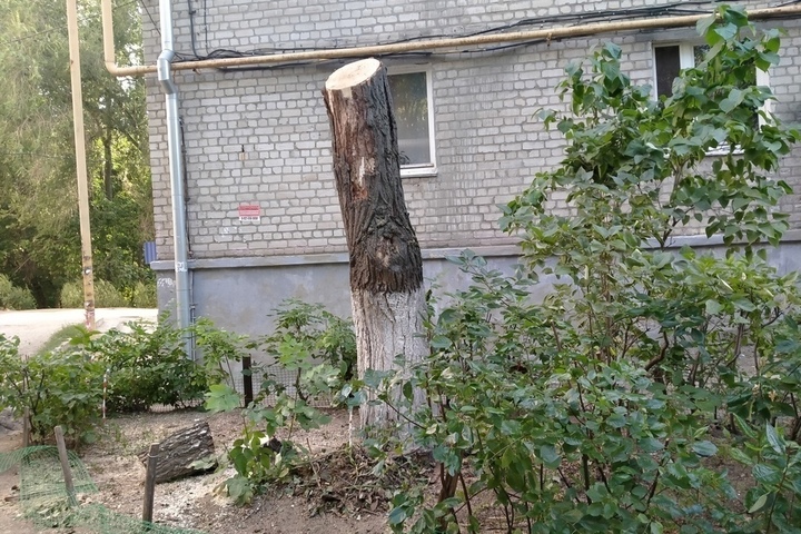 «Теперь там только пеньки»: горожанка рассказала об уничтожении деревьев во дворах Заводского района