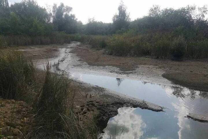 «Погибли рыбы, бобры, это катастрофа»: очевидцы сообщили, что в Саратовском районе пересох пруд. Чиновники назвали причину