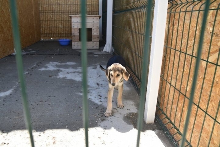 «Животные обитают на голом бетоне»: волонтеры рассказали, что опасаются за жизни бездомных собак, приют для которых торжественно открыли в Заводском районе 