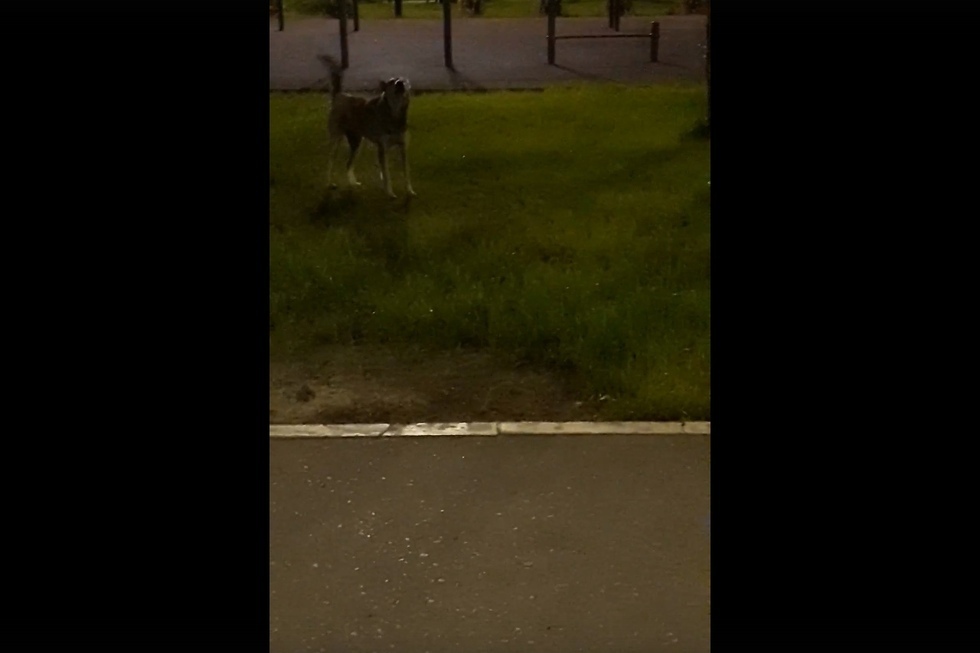 Горожанка рассказала, что парк имени Юрия Гагарина захватили собаки. Теперь они устраивают там «сексуальные игры» (видео)