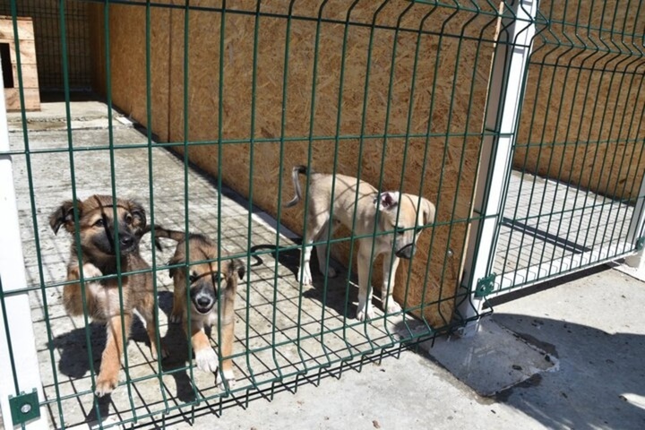 Собаки на бетоне: пока власти только обещают помочь обустроить переданный волонтерам приют в Заводском районе, реальную помощь оказывают жители России и иностранцы 