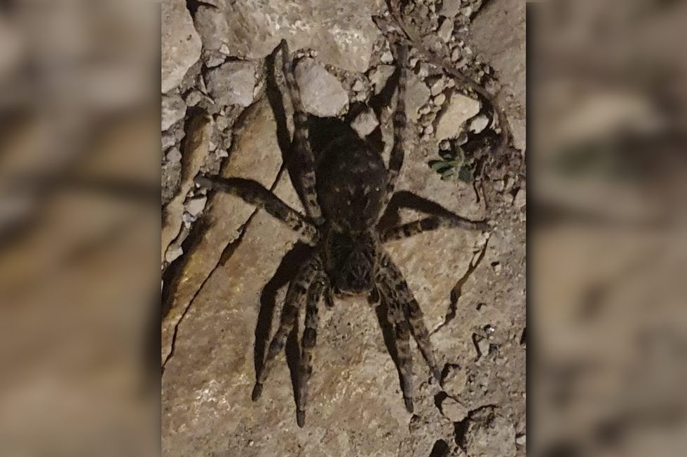 «Размером почти с мою руку»: покровчанин наткнулся на городской набережной на крупного тарантула