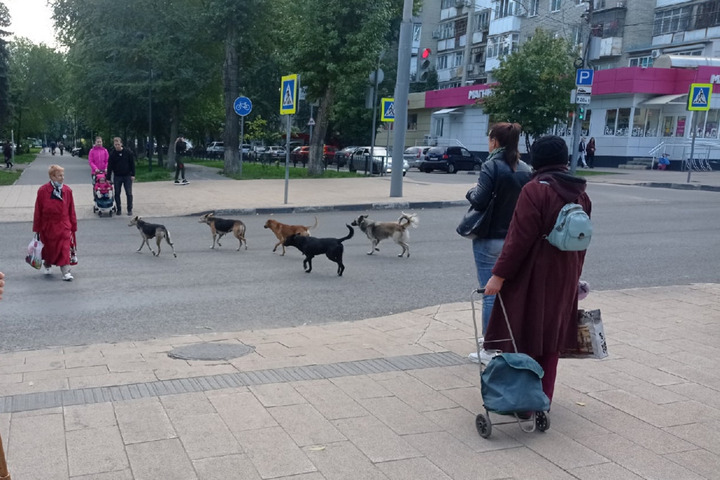 «А потом их сбивают, они кусают, нападают и переносят заразу»: горожане заметили стаю собак в центре Саратова