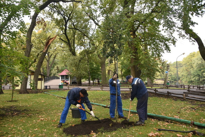 В Городском парке высадили ещё 20 саженцев черешчатого дуба