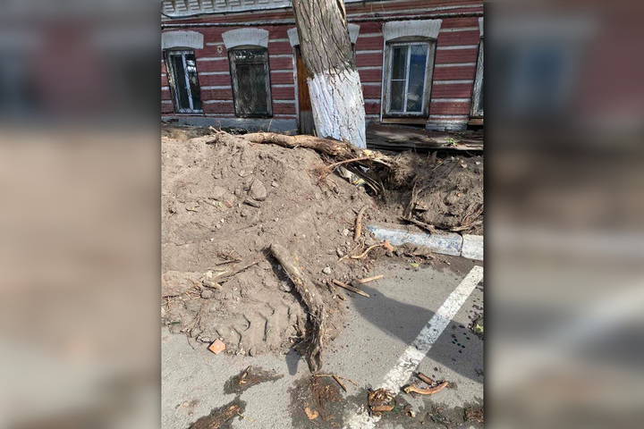 Жители Саратова не дали чиновникам произвести вырубку деревьев возле своих домов: при ремонте тротуара «по многочисленным просьбам», рабочие вырвали корни этих деревьев