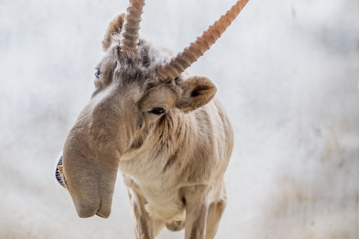 Конфликт между людьми и сайгаками: в Саратовской области планируют создать новые охраняемые природные территории для сохранения численности степных антилоп