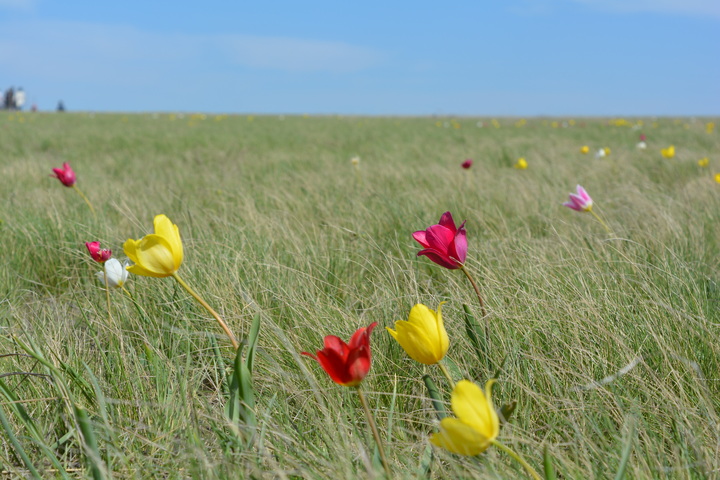 Еще одна тюльпанная степь в Саратовской области стала особо охраняемым памятником природы