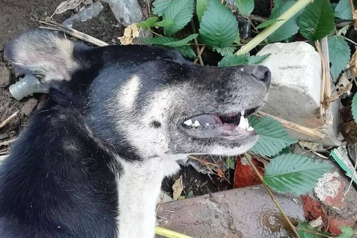 Зоозащитница просит откликнуться свидетелей массового отравления бездомных собак в районе Улешей