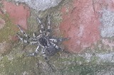 Саратовцы стали чаще находить огромных тарантулов на улицах: ученый пояснил, с чем это связано, стоит ли их бояться и предупредил о возможных визитах пауков в дома