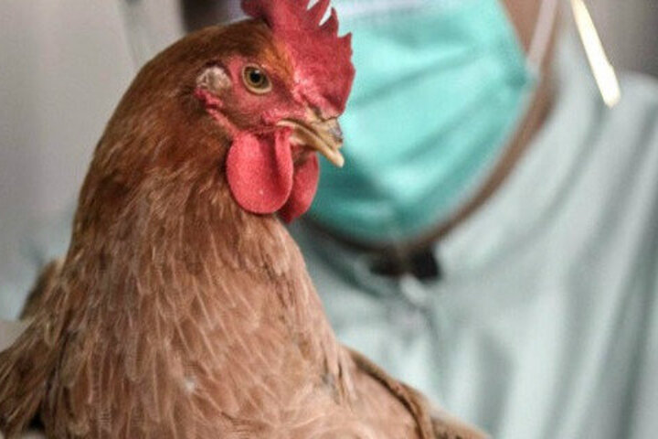 В одном из районов Саратовской области выявили птичий грипп