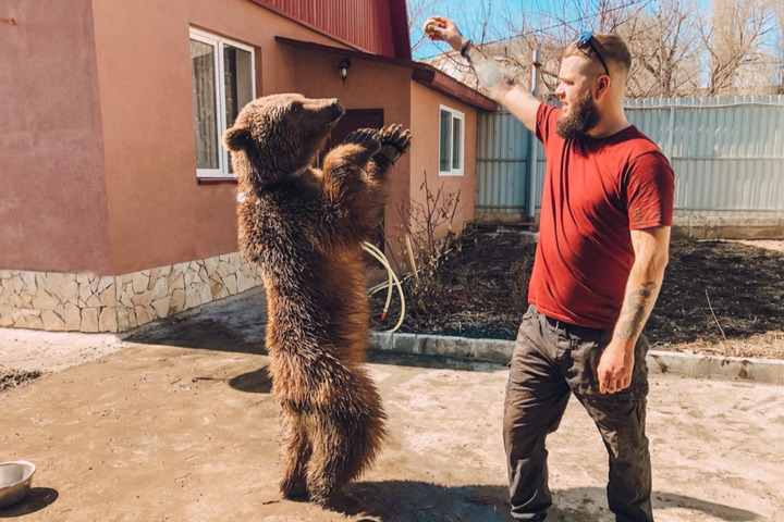 Саратовцы рассказали о своем медведе-патриоте в эфире федерального телеканала