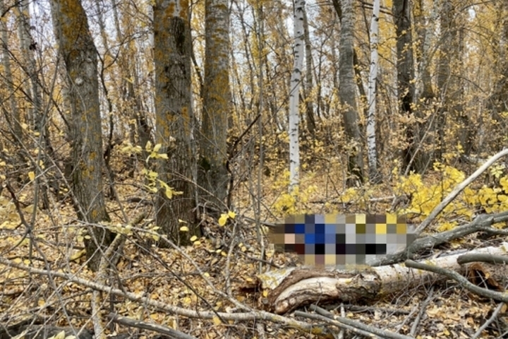 В Новобурасском районе упавшая ветка сломала шею лесорубу