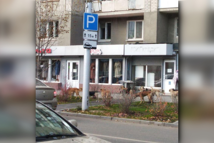Саратовцы вновь обратили внимание на стаю собак в центре города