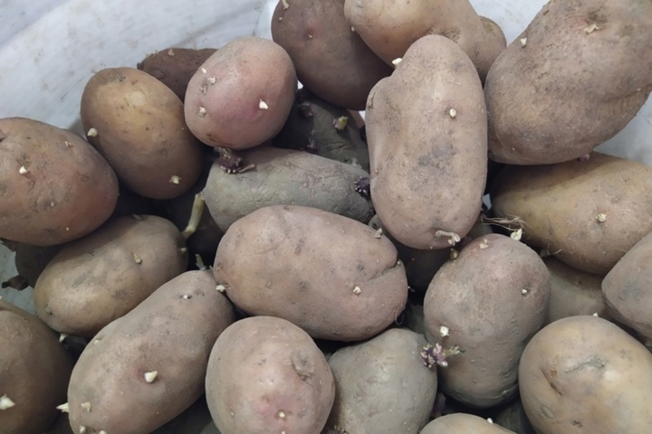 Многодетная мать — саратовскому губернатору: «Цена картофеля выросла более чем на 100%. Это сговор или что?»