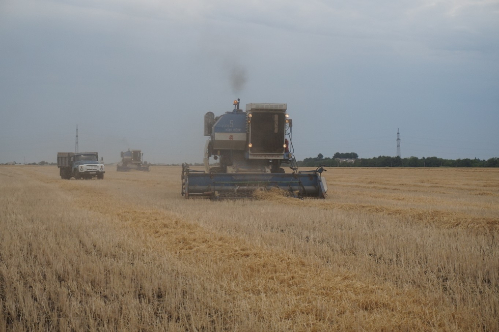 В Саратовской области собрали в два раза меньше зерна, чем Радаев обещал Путину. Чиновники озвучили причину