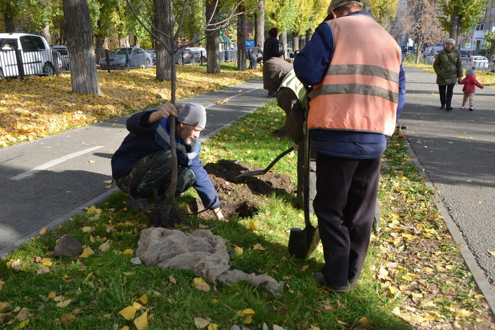 В сквере на улице Рахова посадили 15 кустов черемухи: эксперт полагает, что корни будут расти до заморозков, и растения не погибнут