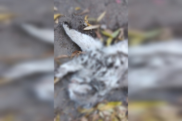 «Следующим кто будет? Дети?»: жительница Заводского района рассказала, что во дворе дома собаки разорвали кошку