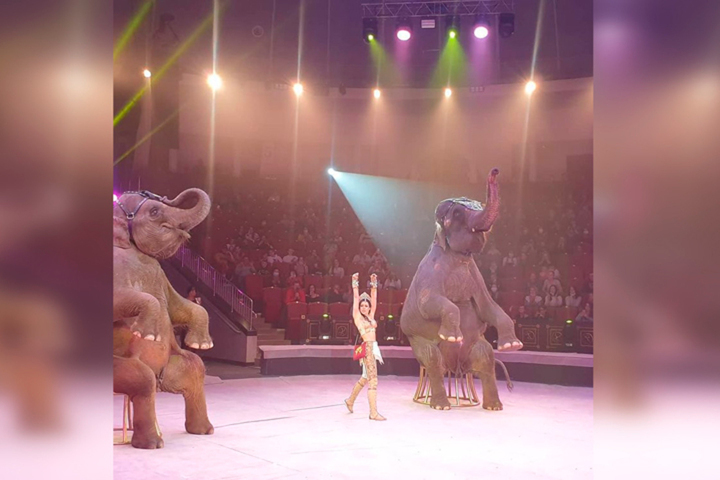 Победительницей международного фестиваля «Принцесса цирка» стала дрессировщица слонов из России. Фото, видео