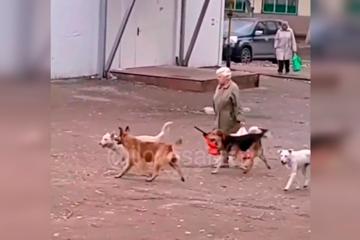 Горожане запечатлели на видео стаю собак в Заводском районе с «предводительницей»