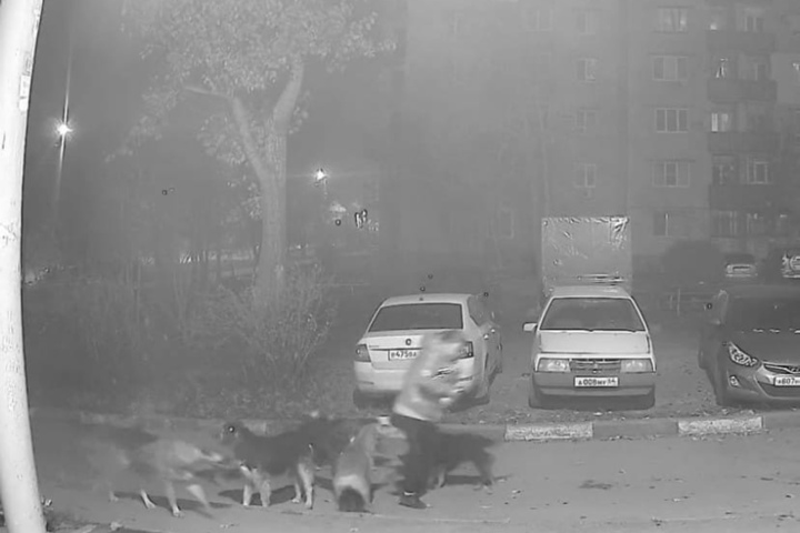 «Как осень начинается — все эти шайки выходят и никто не хочет за этим следить»: горожане рассказали о стае собак, которая не даёт покоя жителям Комсомольского посёлка