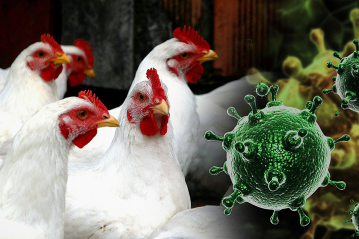 Ветеринары выявили новый очаг птичьего гриппа в Саратовской области