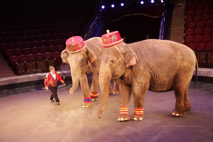 В Саратов с гастролями приехал знаменитый итальянский цирк с тиграми и слонами