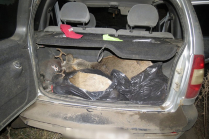 В Красноармейском районе полицейские остановили «Ниву», в багажнике которой были разделанные туши косули