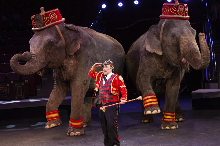 Итальянский цирк устроит в Саратове благотворительный концерт