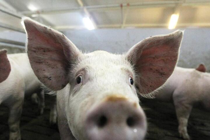 В Ершове выявили очередной очаг чумы свиней