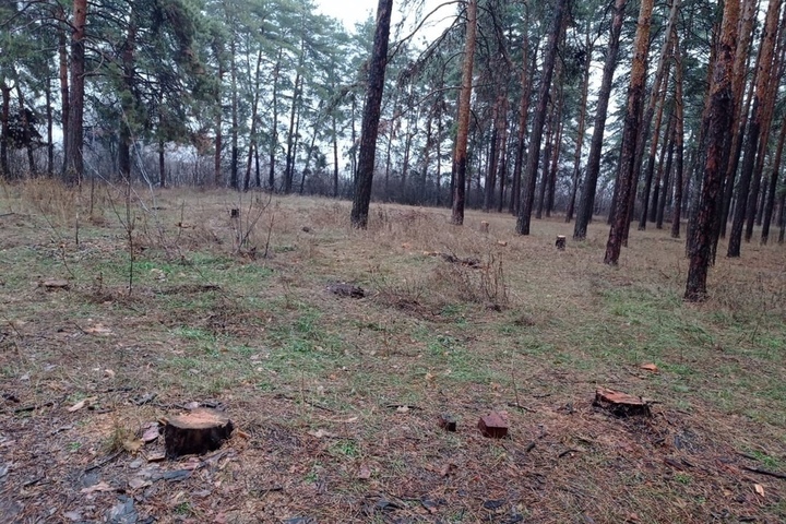 Житель Энгельсского района просит чиновников обратить внимание на вырубку соснового леса у села Шумейка