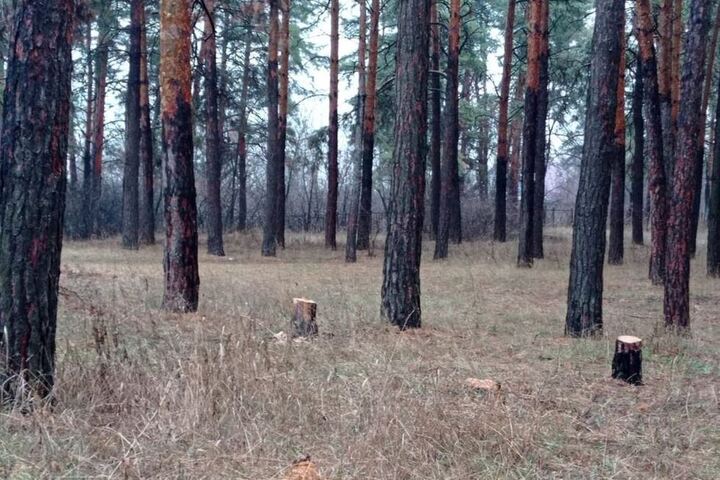 В администрации Энгельсского района рассказали, по какой причине вырубили сосны в лесу у села Шумейка