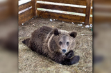 «Машу изымать некуда»: живущая у саратовцев медведица пока что остаётся в семье
