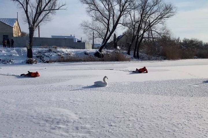 Лебеди чуть не стали жертвами сильного мороза в Саратовской области: их спасли изо льда (фото)