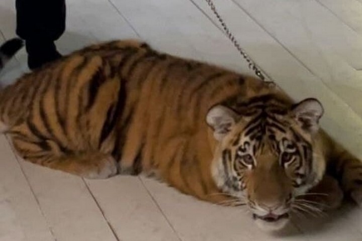 Чиновники забрали молодого тигра Кинга у жителей Энгельса и увезли в частный зоопарк