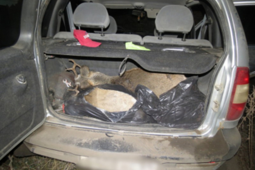 В Красноармейском районе полицейские поймали двух приятелей на автомобиле, в багажнике которого лежали разделанные туши косуль. Приговор
