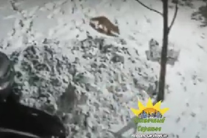 В поселке Солнечный заметили гуляющую по двору дома лису (видео)