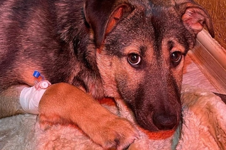 На новогодних праздниках сотрудница саратовского МЧС и прохожие спасли сбитую машиной и истекающую кровью собаку и оплатили ей дорогостоящую операцию