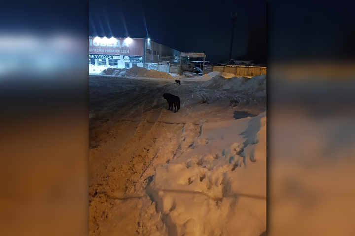 «Порой страшно идти на остановку»: горожанка выразила обеспокоенность стаей собак, проживающей в микрорайоне в Балаково