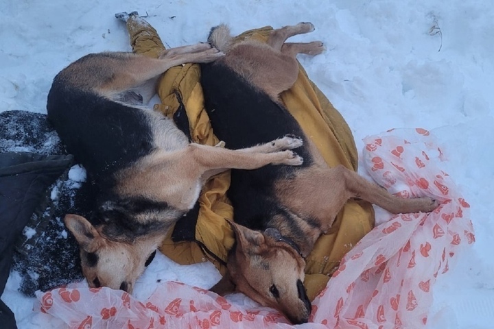 Волонтёр сообщила о мучительной смерти собак, которых отравили в районе Предмостовой площади 