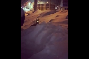 Во дворе дома в Балаково заметили лису (видео)