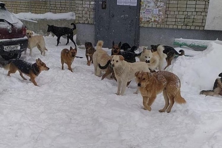 Жители Ленинского района не могут спать по ночам из-за лая собак