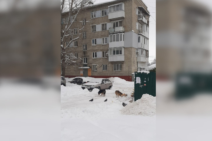 «Кидались дочке в лицо, мне куртку порвали»: жительница Заводского района рассказала о нападении собак рядом с садиком и поликлиникой