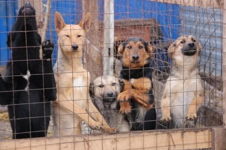 Официально: сколько бездомных собак собираются поймать в Саратове и разных районах региона