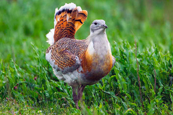 В регионе смогли посчитать редчайших птиц, популяция которых чудом сохранилась в Правобережье
