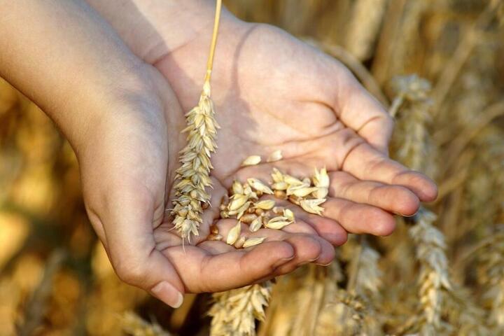 Саратовские сельхозпроизводители декларировали зерно в лабораториях-фантомах