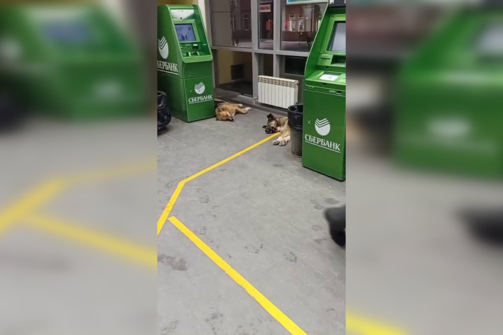 Горожане обратили внимание на стаю отдыхающих у банкоматов собак в торговом центре